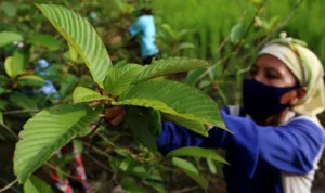 Daun Kratom dari Indonesia