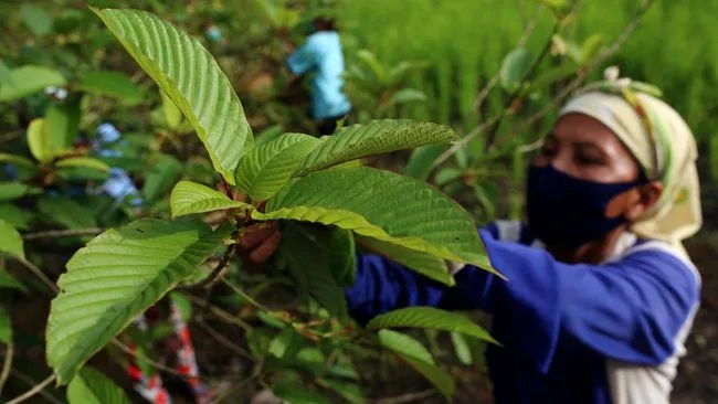 Daun Kratom dari Indonesia