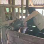 img_20250204_wa00261 Vaksinasi PMK