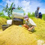 panen-gabah-di-kulonprogo-yogyakarta-dok-kementan_169 Stok Beras Tembus Rekor