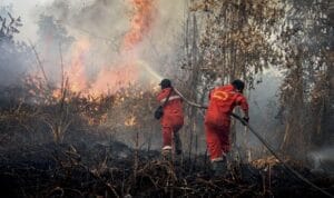 Kebakaran Hutan di Riau BNPB