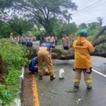 Pohon Besar Tumbang Pohon Besar Tumbang