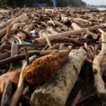 Jusuf Kalla menyoroti pemanfaatan kayu gelondongan banjir Sumatra untuk pemulihan ekonomi masyarakat terdampak