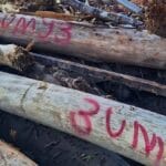 Temuan Kayu Bernomor Saat Banjir di Aceh Petugas mengevakuasi material kayu di lokasi banjir bandang Aceh