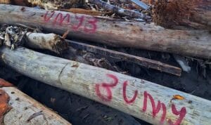 Temuan Kayu Bernomor Saat Banjir di Aceh Petugas mengevakuasi material kayu di lokasi banjir bandang Aceh