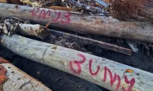 Temuan Kayu Bernomor Saat Banjir di Aceh Petugas mengevakuasi material kayu di lokasi banjir bandang Aceh