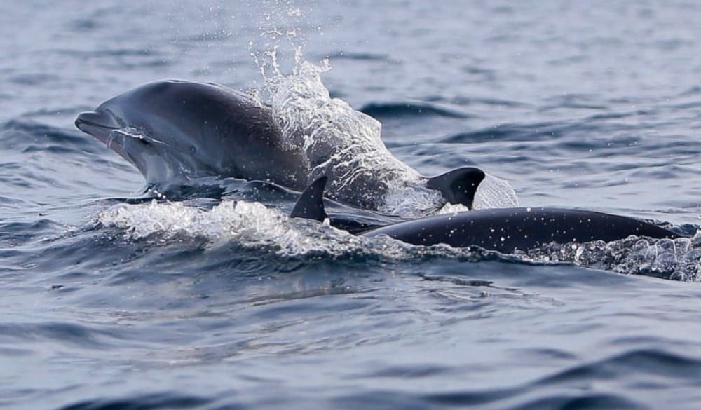 Kawanan lumba-lumba muncul di perairan Iboih lumba-lumba di perairan Iboih Sabang terlihat dari speedboat saat Dolphin Trip wisata bahari