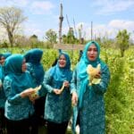 budidaya melon Aceh Besar budidaya melon Aceh Besar