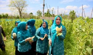 budidaya melon Aceh Besar