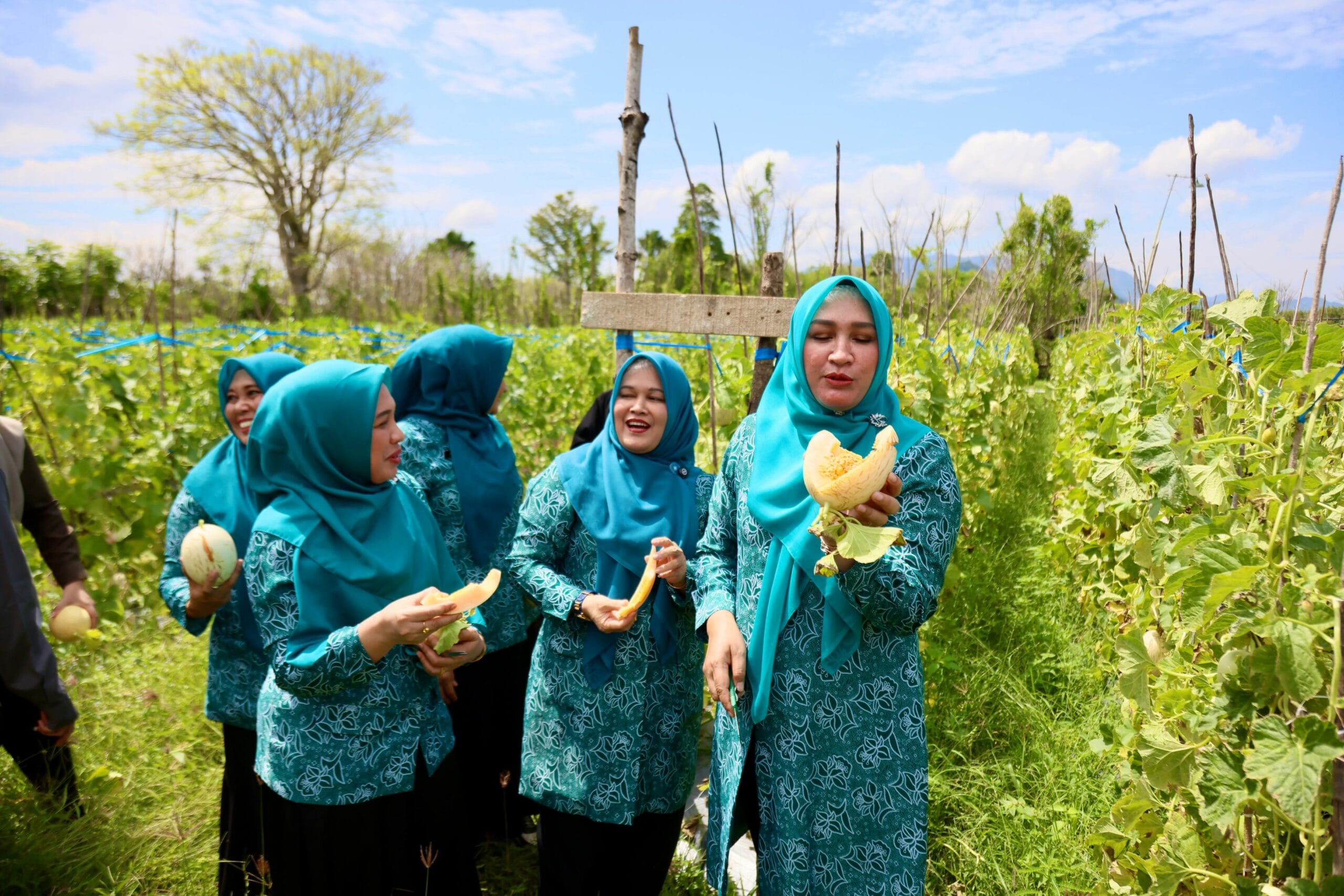 budidaya melon Aceh Besar