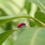 Daun Sirsak Indonesia