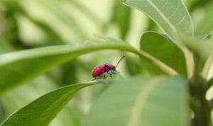 daun-sirsak-dok-pixabay-1757497631682_169 Daun Sirsak Indonesia
