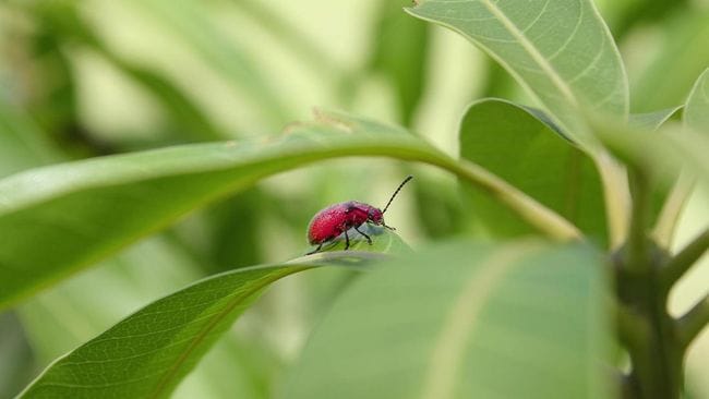 daun-sirsak-dok-pixabay-1757497631682_169 Daun Sirsak Indonesia