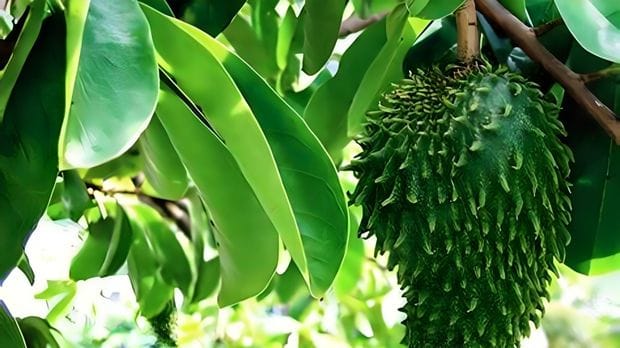 Daun Sirsak Indonesia